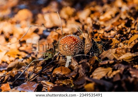 Red fly agaric among autumn leaves. Royalty-Free Stock Photo #2349535491