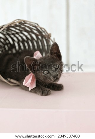 Portrait of a kitten, in a basket, on a white background, free, space, place for text, background, pet