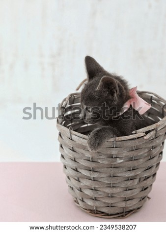 Kitten in a basket, on a white background, free, space, place for text, background, pet