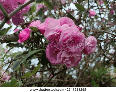 The roses. Beutiful roses in pink colour. This picture take at Bedugul, Indonesia. 