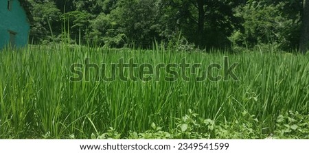 House and rice field Uttarakhand India