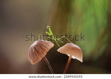 the mantis was standing above two mushrooms