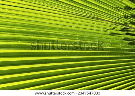 Close up Grunge Palm Leaf Background with Light Beam.