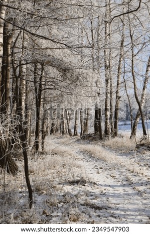 winter woods in forest blue sky
