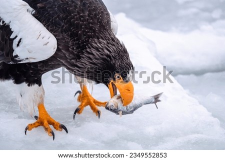 Steller's sea eagle eating fish deliciously