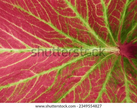 close up pink leaf texture, leaf of Fancy Leaf Caladium ( Caladium bicolor (Aiton) Vent. ), Queen of foliage plants