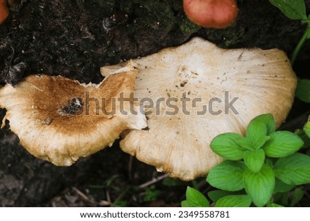 Wild mushroom growing on a tree stump