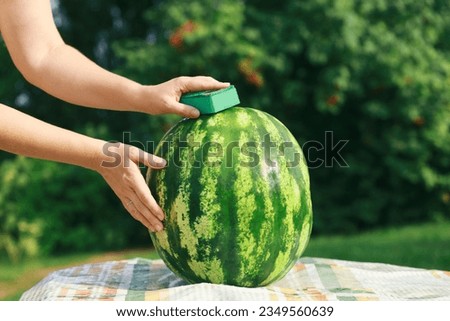 a girl washes a watermelon with a green sponge