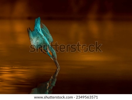 Common Kingfisher diving into the pond. Royalty-Free Stock Photo #2349563571