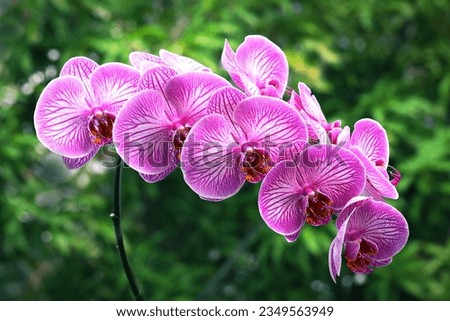 Close up image of blooming pink orchid flowers with blurry green leaves background 