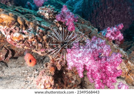 Beautiful soft coral and seafan and fish in clear water