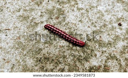 Photo the millipede cute reptile isolated 