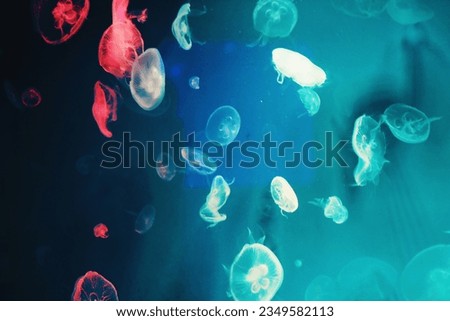 A Graceful Jellyfish in Motion