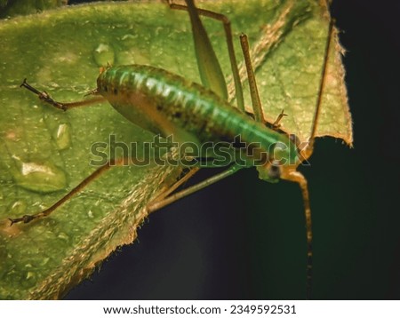 Image of family Tettigoniidae(Mirollia hexapinna) are commonly called katydids or bush-crickets on leaves. Insect. Animal