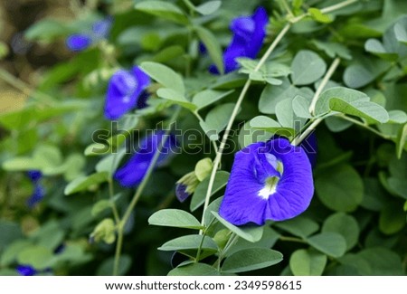 Telang ternate ( Latin : Clitoria ternatea ) is a plant species endemic and native to the island of Ternate which belongs to the family Fabaceae. Isolated picture 