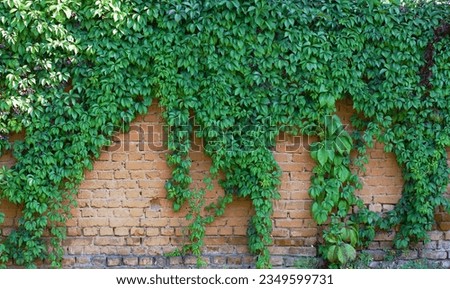 Old brick wall covered with wild grapes. Outdoor photo of branches of wild grapes with green leaves and fruits on a brick wall. Sunny day. Abstract background.