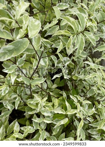 Variegated Kohuhu Silver Queen leaves - Latin name - Pittosporum tenuifolium Silver Queen Royalty-Free Stock Photo #2349599833