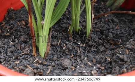 close-up photo of plants grown on fertile media, looks very green and healthy