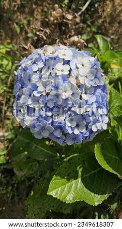 close up picture of combination of blue and white hydrangea flower planted on the ground 