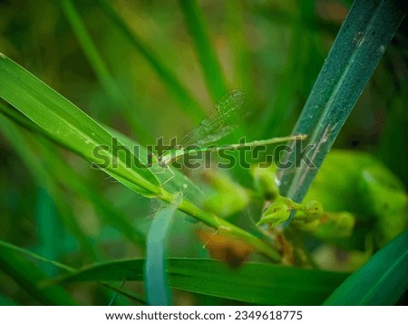 macro photo of needle dragonfly, Nehalennia speciosa (pygmy damselfly, sedgeling or sedgling) is a species of damselfly in the family Coenagrionidae