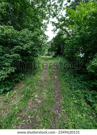 gravel country road in green summer fields overgrown with grass
