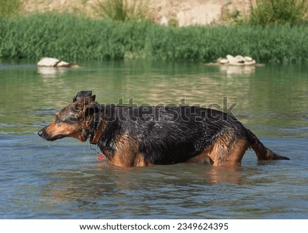 German shepherd and doberman crossbreed dog bathing in the Gallego river in Zaragoza during a heat wave