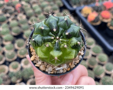 photo of cactus species gymnocalycium at pigment variegation abnormalities. The back is a picture of several cactus plants. which is blurred