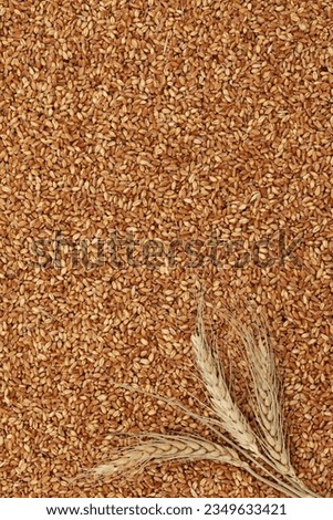Ears of wheat, wheat, wheat background, top view, bread, harvest