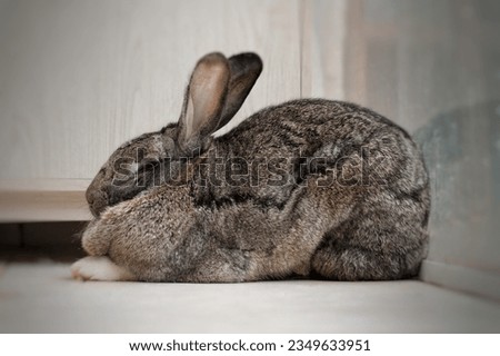 picture of gray and brown rabbit in profile curled up and sleepy