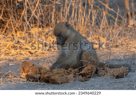 yellow baboon (Papio cynocephalus) Chobe National Park, Botswana