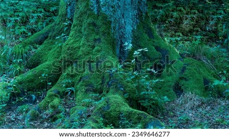 big tree roots overgrown with moss