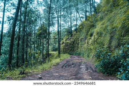 landscape view of path in forest.