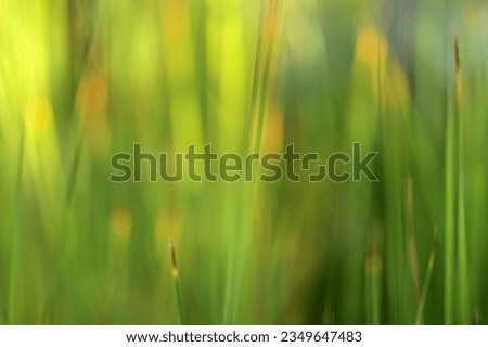 An illusion of grass, Fresh grass of a meadow, An artistic photograph of grass, 