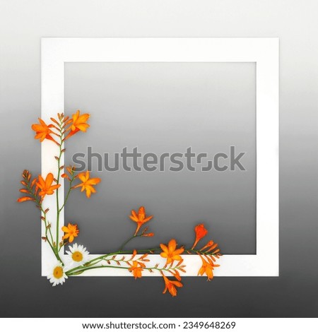 Crocosmia lily and ox eye daisy flower nature border on gradient gray background. Autumn Fall Thanksgiving minimal floral frame design for card, invitation, menu, label.