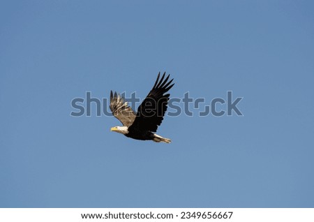 North American bald eagles hunting and scavaging on the pacific northwest island of Alert Bay, BC