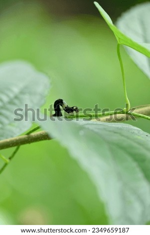 closeup the black small caterpillar insect hold and sitting on the wild tree plant in the forest soft focus natural green background.