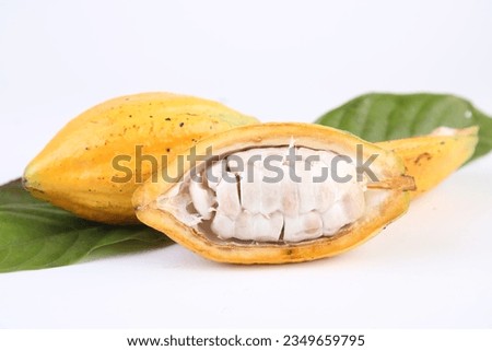 Cocoa fruit grown in a garden in Thailand waiting to be processed and dried to produce cocoa beans. Prepare to grind into powder. Can be used to make hot cocoa and cold cocoa dishes