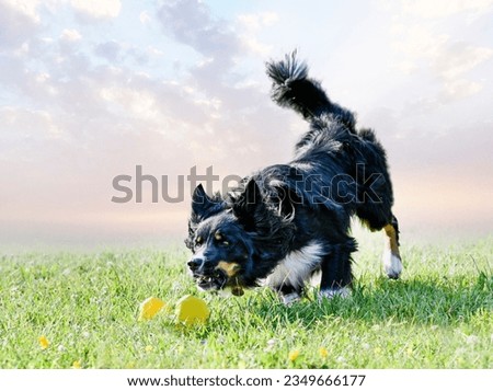 dog training  for obedience discipline with a border collie Royalty-Free Stock Photo #2349666177
