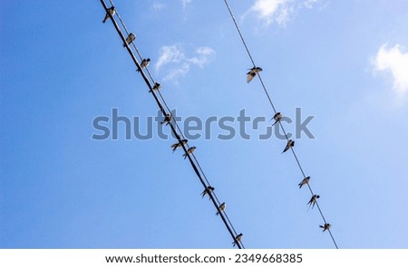 Swallows sit on wires against the sky. A flock of swallows on electric wires.Emigration of birds. Royalty-Free Stock Photo #2349668385