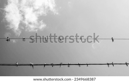 Swallows sit on wires against the sky. A flock of swallows on electric wires.Emigration of birds. Royalty-Free Stock Photo #2349668387