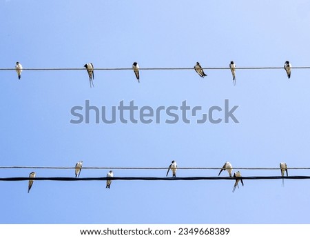 Swallows sit on wires against the sky. A flock of swallows on electric wires.Emigration of birds. Royalty-Free Stock Photo #2349668389