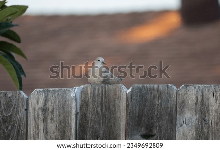 A female American mourning dove perched on a wooden fence.