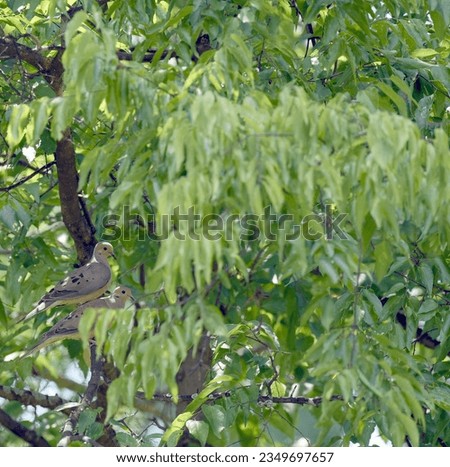 2 doves sitting at the tree summer time natural background attalla alabama usa