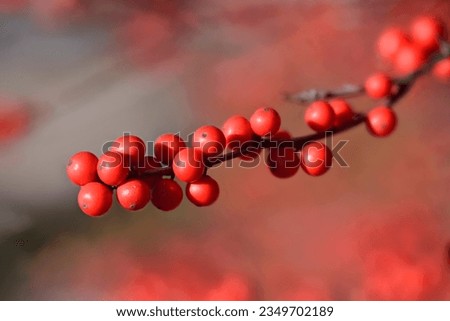 Bright red winterberries (Ilex verticillata) on bare branches during the winter season. Royalty-Free Stock Photo #2349702189