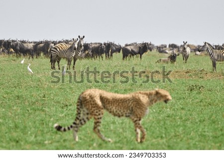 Nature is beautiful , this is a picture of a cheetah, behind it there are zebras and other animals.