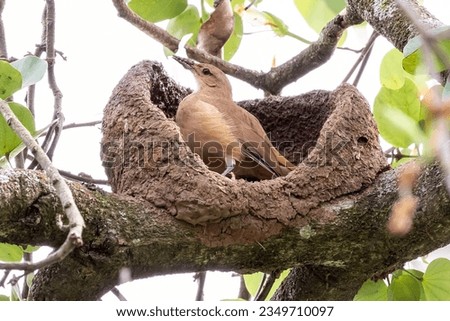 Nest of Rufous Hornero as know as joao-de-barro. The bird that builds its house from clay to procreate. Species Furnarius rufus. Birdwatcher. Royalty-Free Stock Photo #2349710097