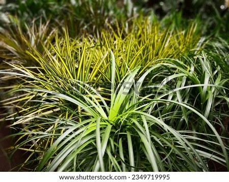Young cabbage tree (Cordyline Australis, Torbay palm) plant, cultivar Torbay dazzler, with long green leaves in background of the same plants with striped variegated leaves. Natural foliate background Royalty-Free Stock Photo #2349719995