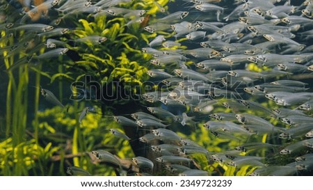 Group of Glass catfish (Kryptopterus bicirrhis) on freshwater aquarium tank Royalty-Free Stock Photo #2349723239
