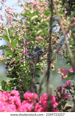 Mother mockingbird in Crate Myrtle tree
