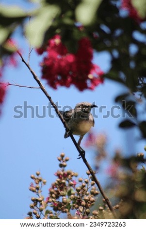 Mother mockingbird in Crate Myrtle tree